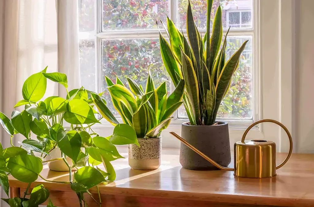Les plantes qui assainissent l&rsquo;intérieur : Une maison saine